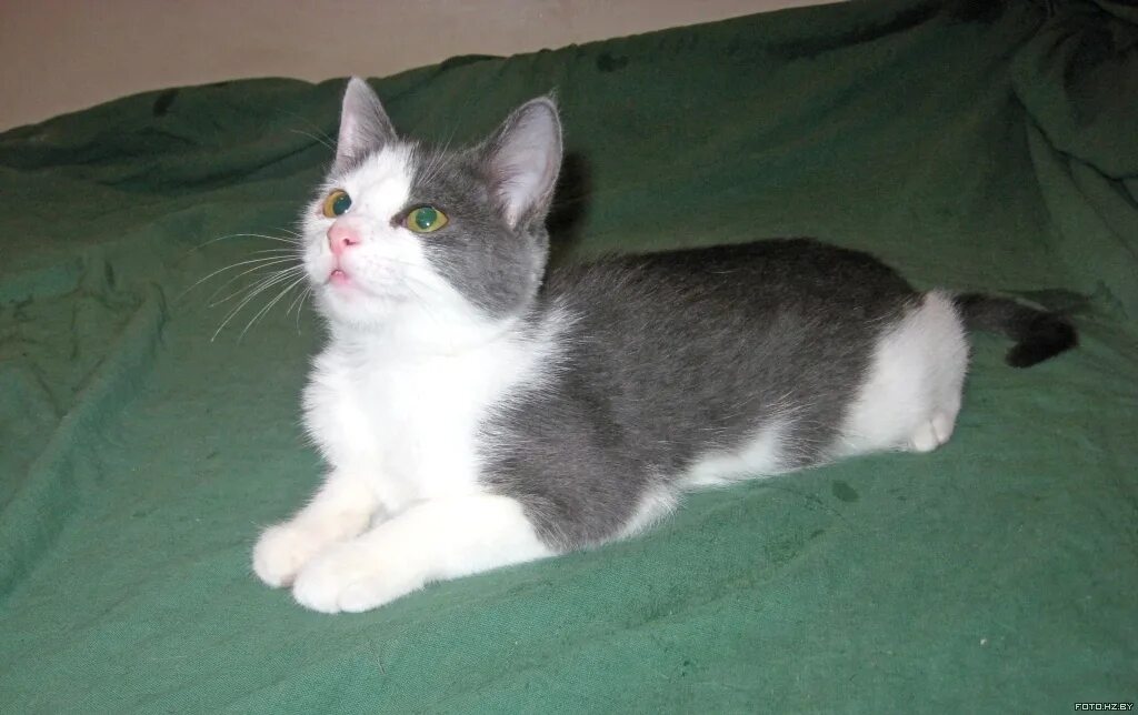 серо белая кошка. сибирская биколор короткошерстная кошка. бело серая кошка. бело серая кошка. европейская короткошерстная кошка белая.