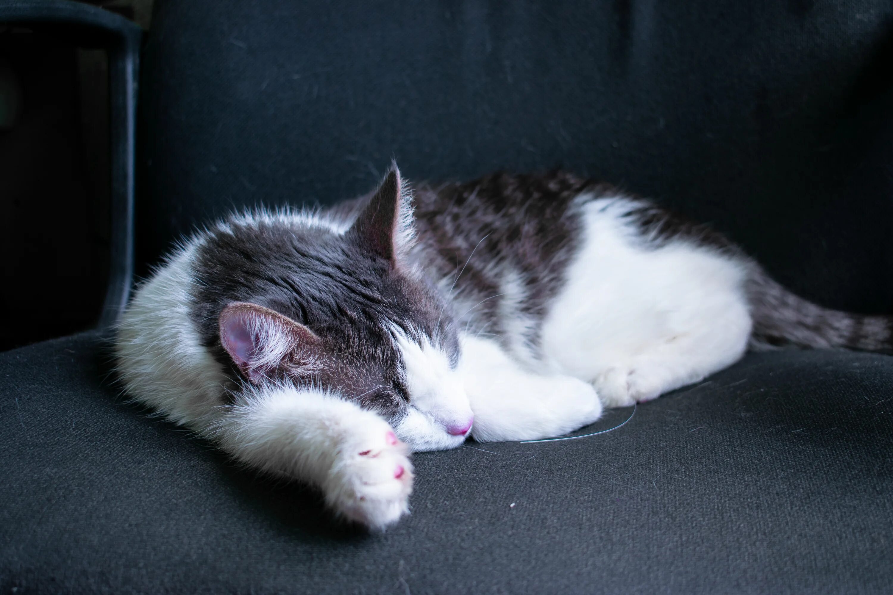 Спящий серый кот. Спящие котята. серо-белый котёнок. серо белая кошка.