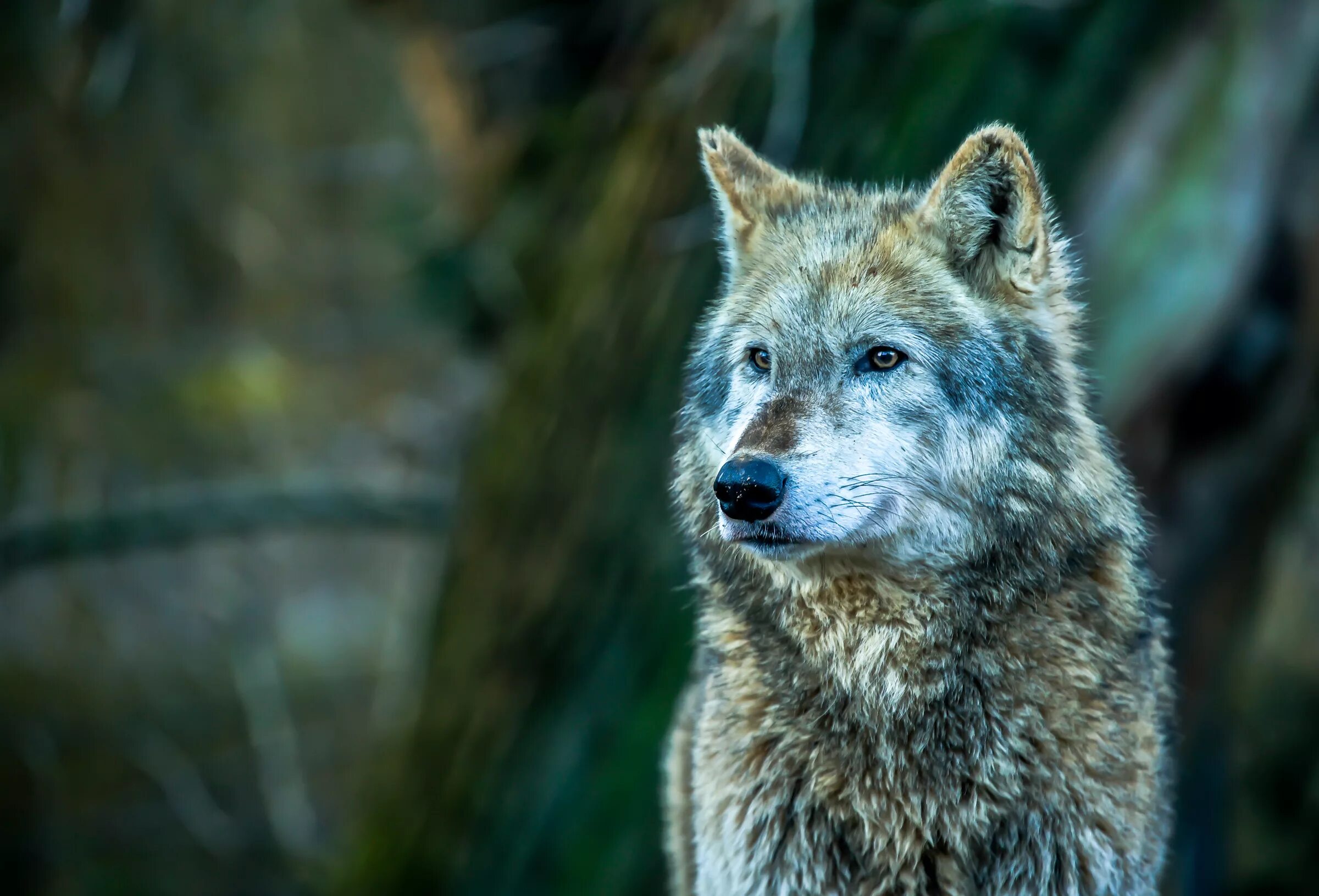 Волкособ. Волк. Красивый волк. Фото Волков.