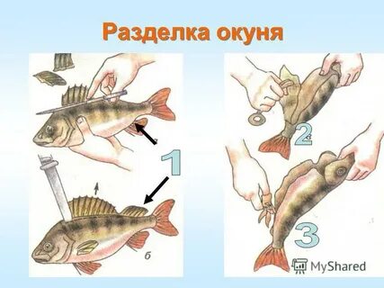 Окунь перенос