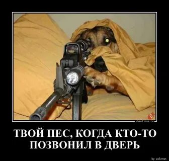 Я съем твою собаку