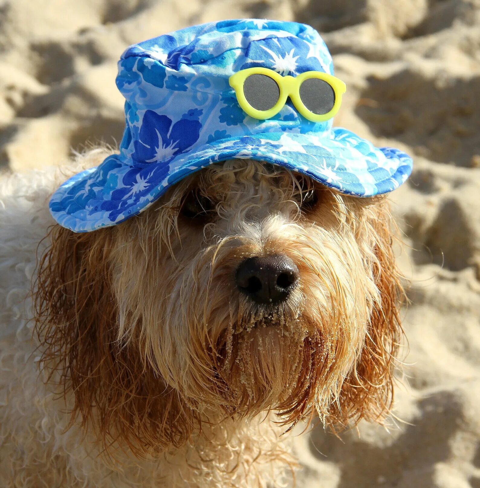 Пес шляпа. Шляпки для собак. Гавайская шляпа. Собака в шляпе. Гавайская собака.