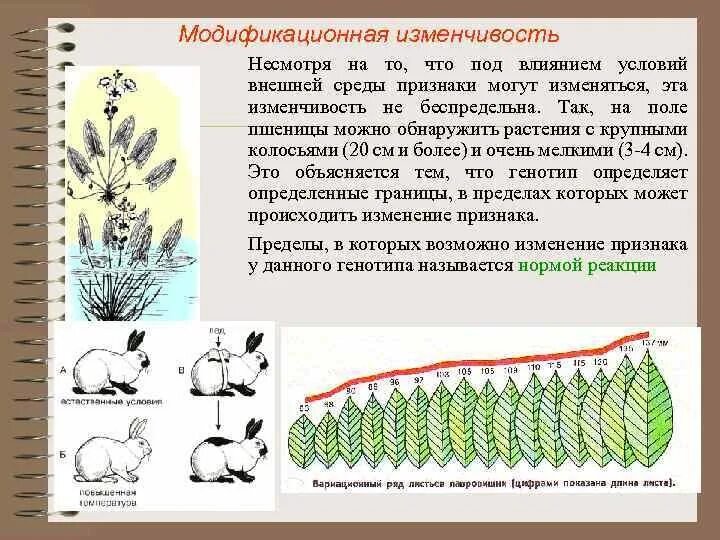 Передается ли модификационная изменчивость. Модификационная изменчивость.