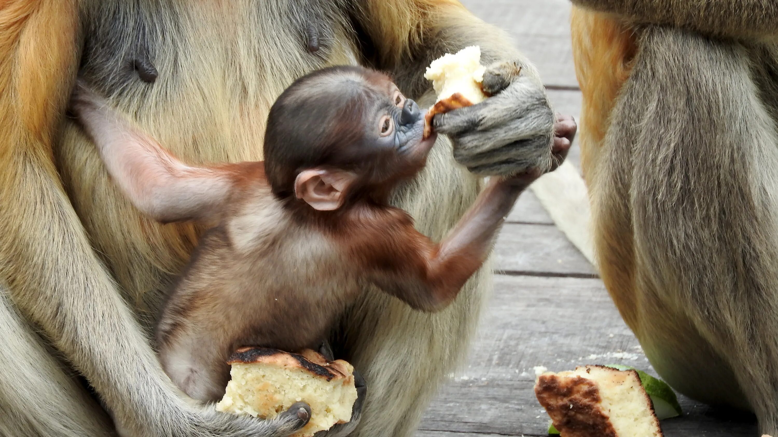 Год обезьяны животных. Борнео, Сепилок, кахау. Млекопитающие обезьяны. Шимпанзе млекопитающее. Мартышка млекопитающие.