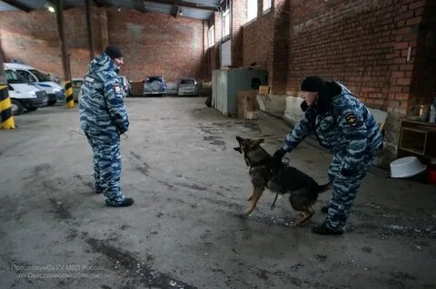 Кинологический колледж спб