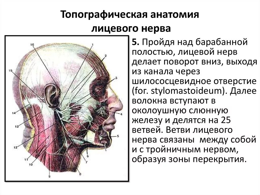Лицевой нерв анатомия топография. Ветви лицевого нерва топографическая анатомия. Шилососцевидное отверстие нерв. Анатомия лицевых нервов.