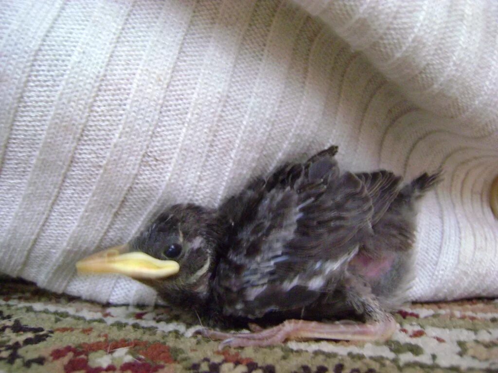 Птенец дрозда неоперившийся. Скворец птенец слеток. Птенец скворца со скворцами. Скворчонок птенец. Скворец птенец слеток.