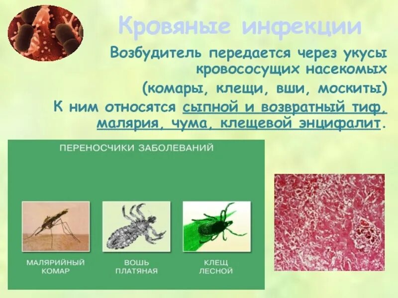 Передается при укусе насекомых. Возбудитель клещевого сыпного тифа. сыпной и возвратный тиф возбудители. эндемический сыпной тиф. заболевания передающиеся через укусы насекомых.