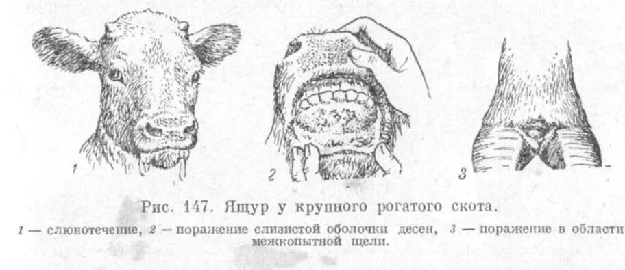Курсовая крупно рогатый скот. Симптомы болезни ящур у животных. заболевание крупного рогатого скота ящуром.. проявление болезни ящур у животных.