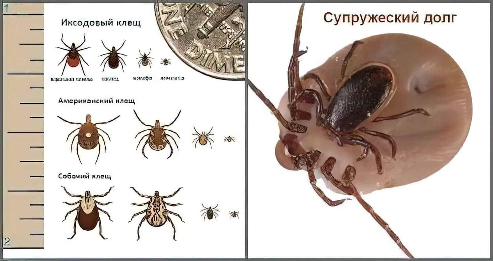 Иксодовые клещи самец и самка. Иксодовый клещ самка и самец. Энцефалитный клещ самка и самец. Копуляция у иксодовых клещей. Сколько живет клещ в квартире