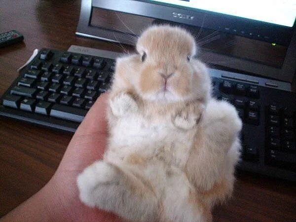 Кролик за компом. Кролик за ПК. Кролик на работе. Кролик работает. Как будет твой кролик