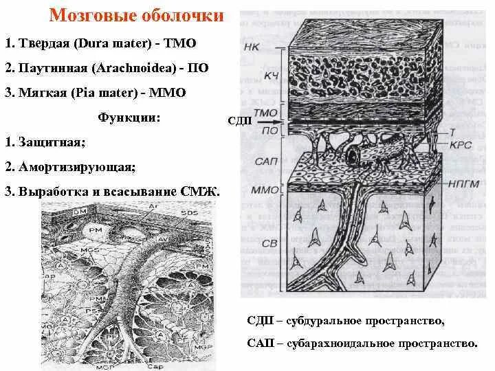 Нервная система гистология. Нервная система гистология