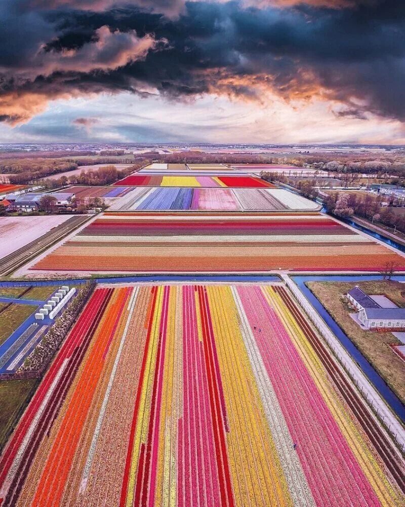 Где тюльпановые поля. Тюльпановые поля в Нидерландах. Тюльпановое поле Амстердам. Голландские тюльпаны поля Голландии тюльпановые поля Голландии.