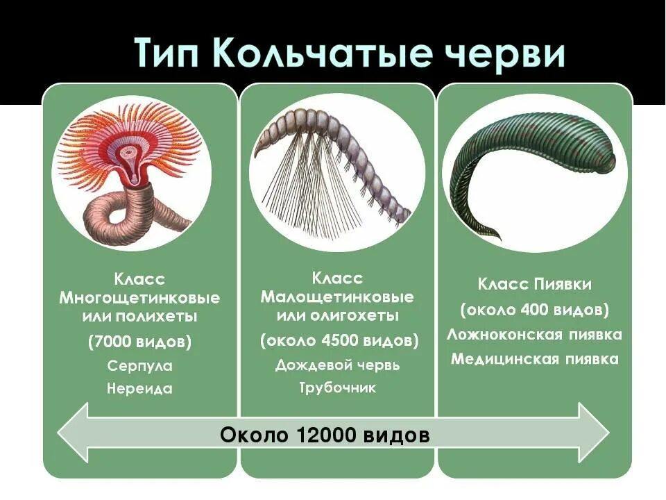 Тип кольчатые представители. Тип кольчатые черви 7 класс биология. тип кольчатые черви класс малощетинковые черви 7 класс. классификация кольчатых червей 8 класс. тип кольчатые черви или кольчецы 7 класс.
