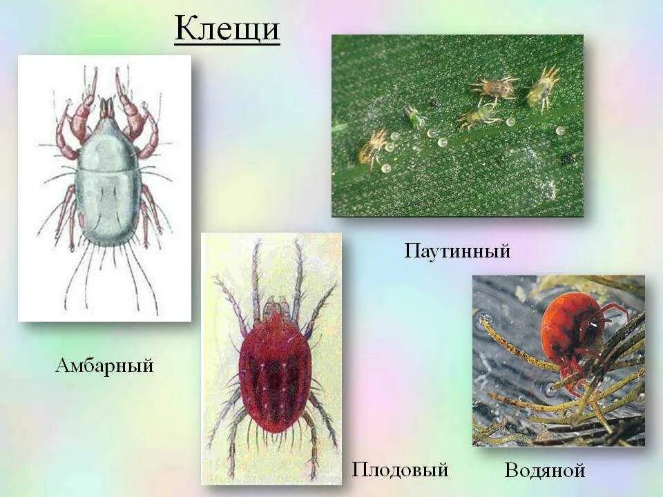 Клещ относится к паукообразным. Клещи паукообразные. Многообразие паукообразных. Отряд клещи. Многообразие клещей.