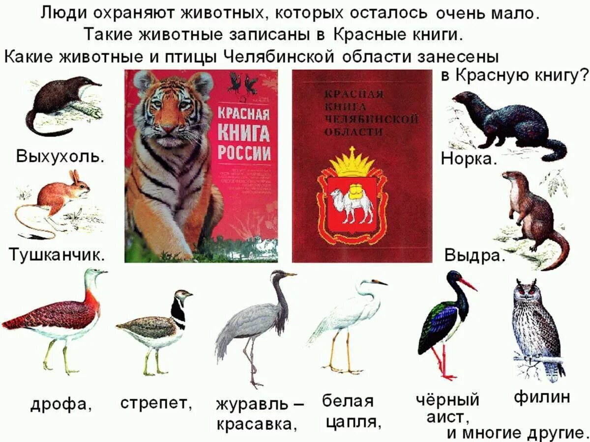 Какие животные живут в красной книге россии. Какие животные занесены в красную книгу. Животные из России которые внесены в красную книгу. Красная книга России животные и растения список. Красная книга России книга животные и растения.