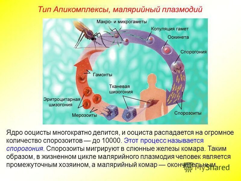 малярийный плазмодий тип питания
