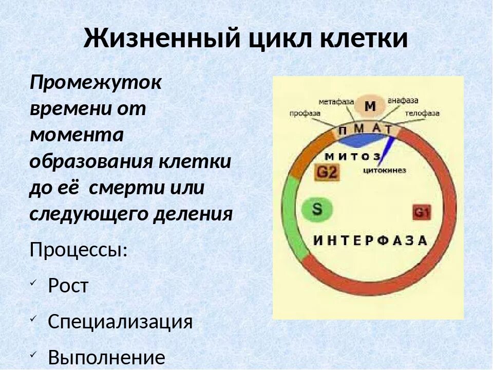 Деление клетки митотический цикл. Жизненный цикл эукариотической клетки схема. 2 Жизненный цикл клетки: интерфаза. Схема стадий жизненного цикла клетки. Жизненный цикл клетки митоз презентация.