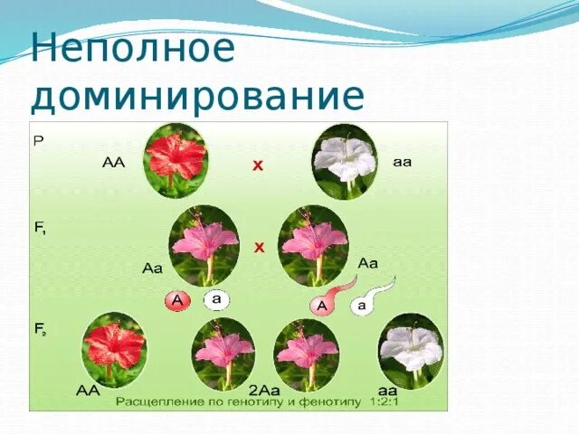 Характеристика доминирования