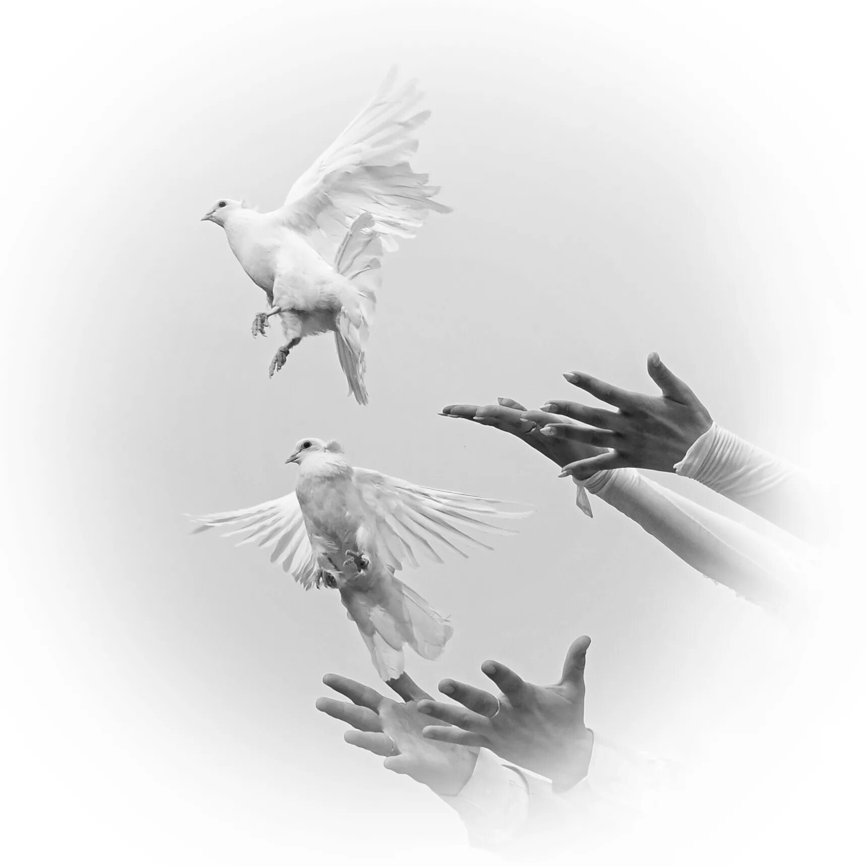 Красивые голуби. Голубь взлетает. Вылетающие голуби. Голуб свободен. Вылетающие голуби.