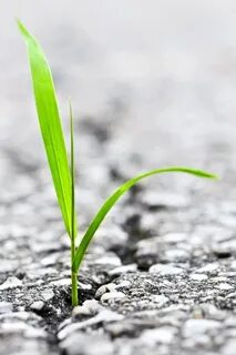 Grass grows