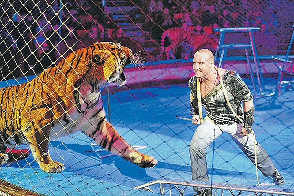 династия багдасаровых цирк. дрессировщица с тигром. «тигры-шоу» багдасаровы. багдасаровы дрессировщики. багдасаровы дрессировщики.