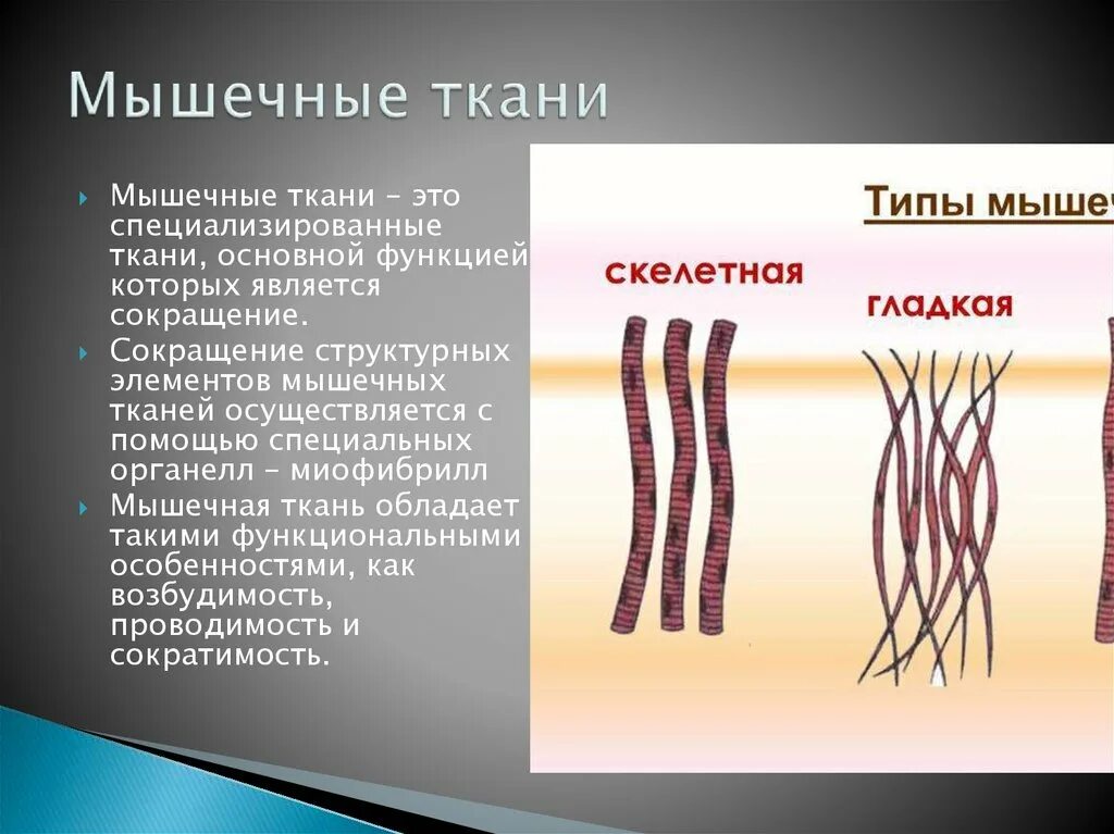 Сократимость мышечной ткани. Возбудимость мышечной ткани. Возбудимостью и проводимостью обладает ткань. Мышечная ткань обладает. Возбудимость и сократимость обладает клетки