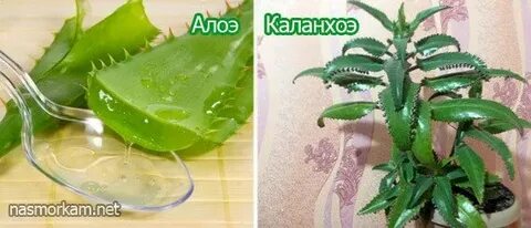 Алоэ капать
