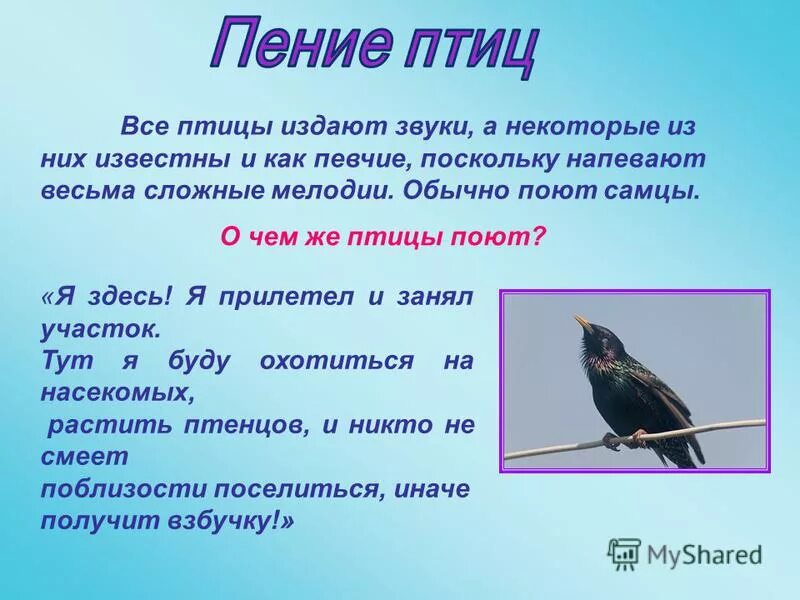 Птицы не умеют петь. Почему птицы поют. Звуки издаваемые птицами. Звуки пение птичек. Звук пение птиц.