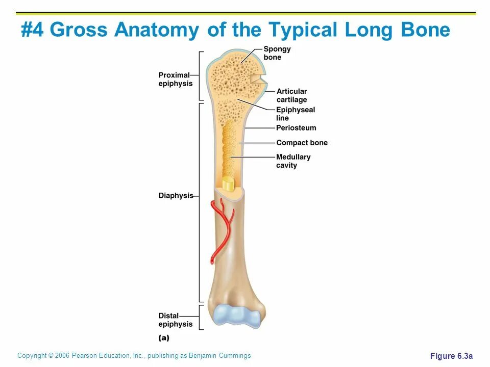 Long bone. Structure of long Bone.. Long Bones. Anatomy of long Bones. Long lesion long Bone.