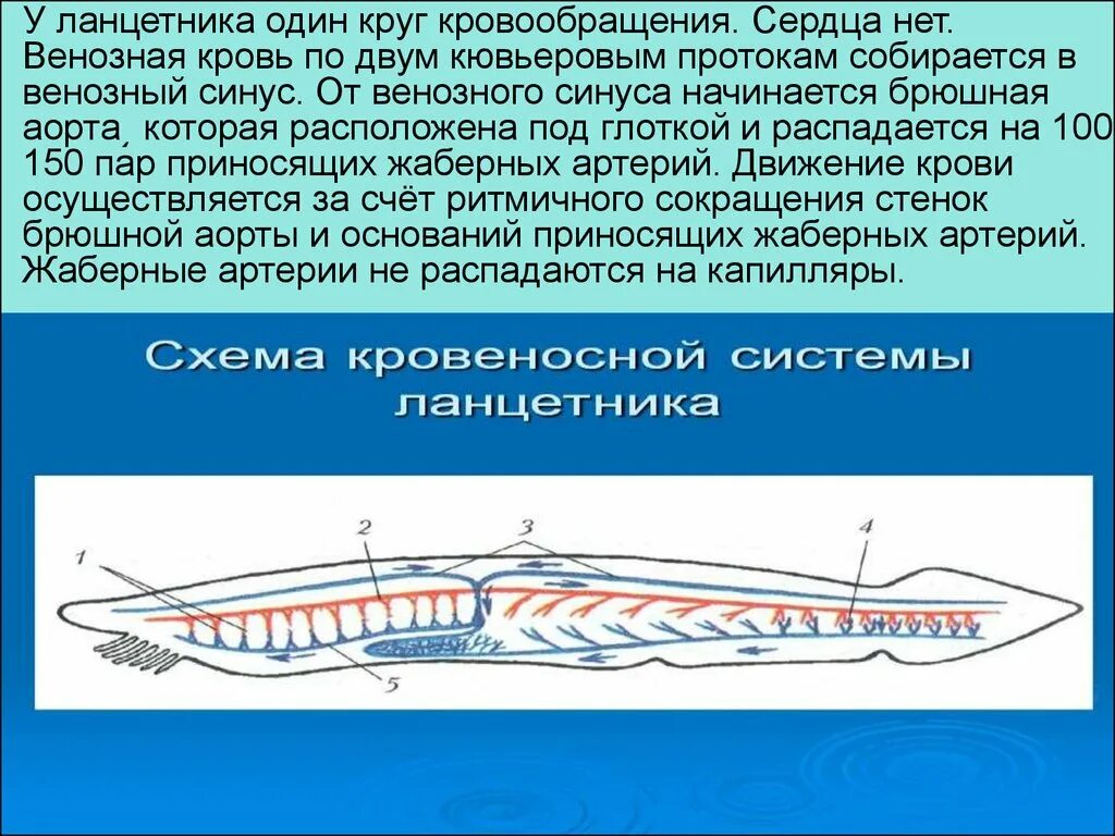 Кровообращение ланцетника