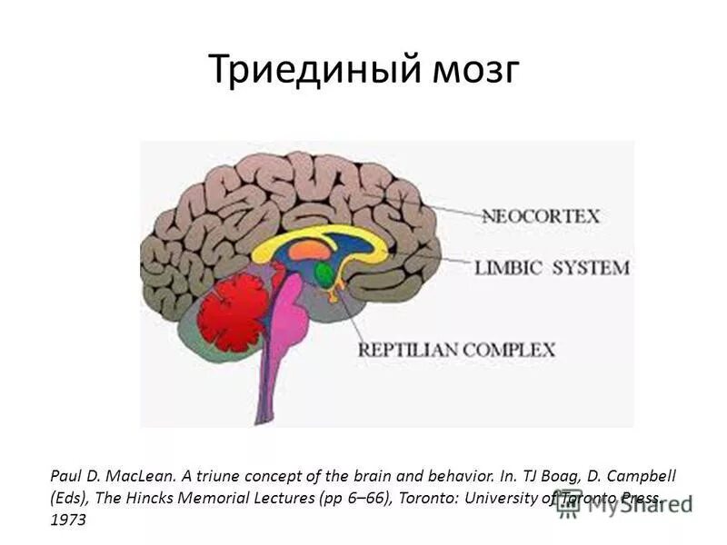 рептильный мозг и лимбическая система. маклин триединый мозг. рептильный мозг лимбическая система и неокортекс у человека. неокортекс и лимбическая система. триединый мозг.