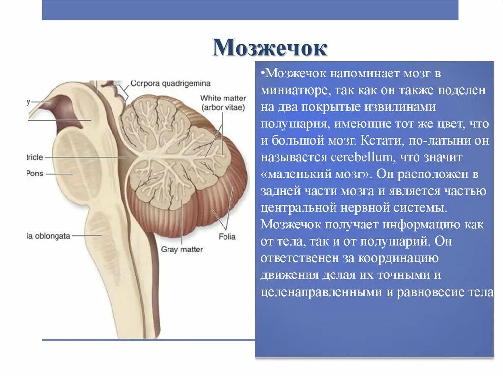 Головной мозг мозжечок строение и функции. Доли мозжечка анатомия. Функции мозжечка в головном мозге. Строение мозжечка в головном мозге.