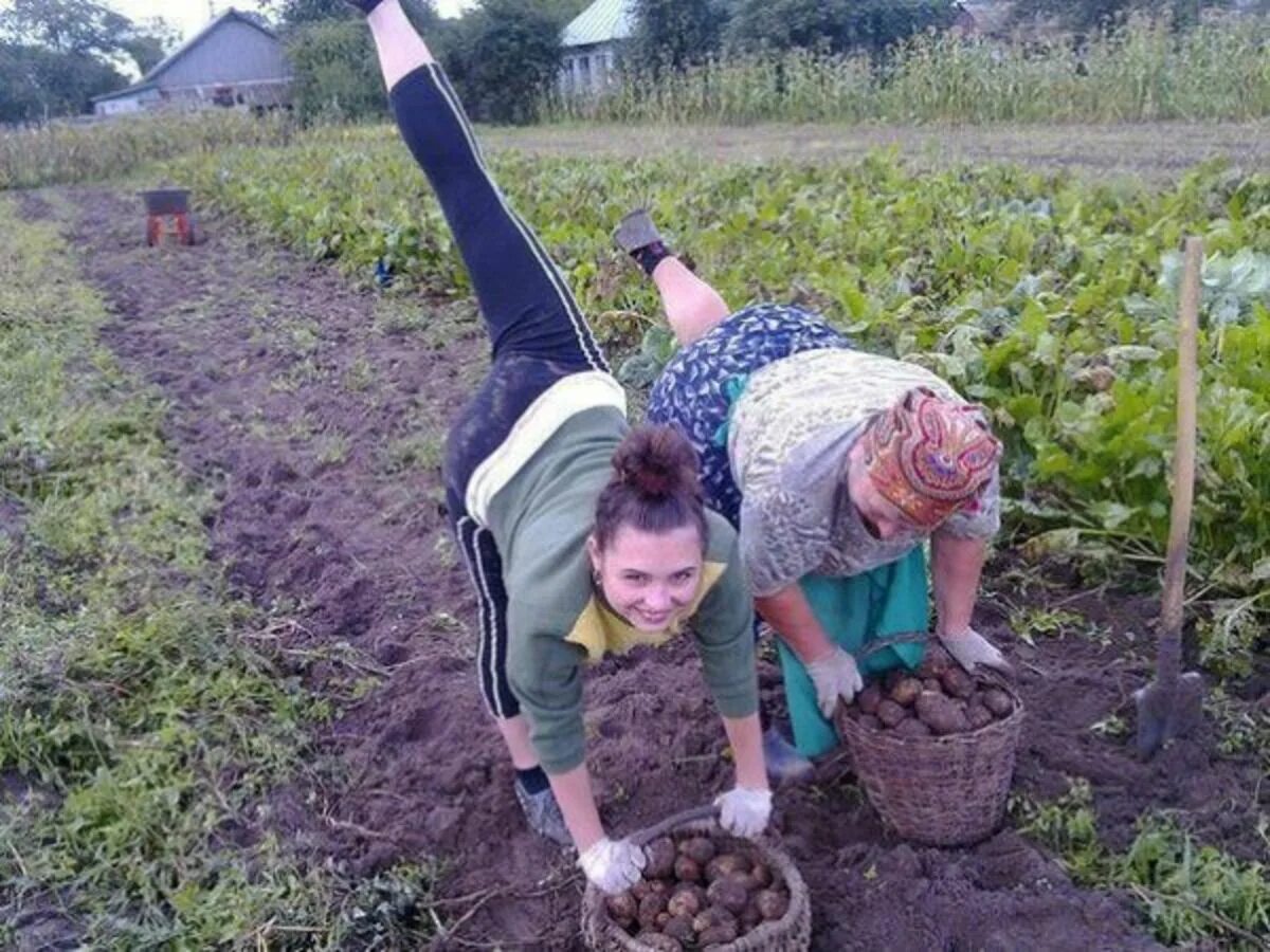 Про огород прикольные. Приколы про огород. Грядки летом. Смешные картинки про дачу и огород.