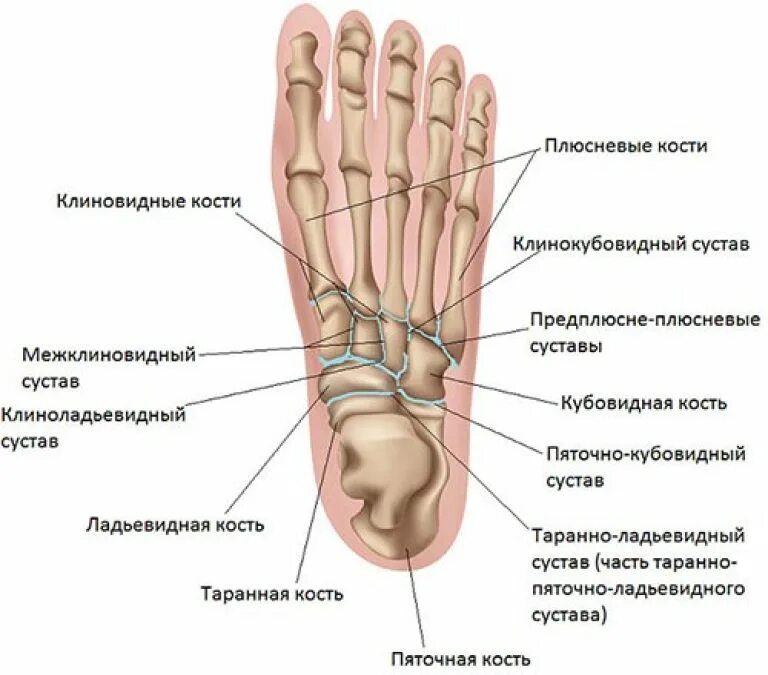 Посттравматический латынь. Ладьевидная кость стопы строение. Ладьевидная кость стопы суставы. Межфаланговые суставы стопы. Таранно-пяточно-ладьевидный сустав анатомия.