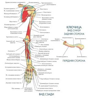 Места прикрепления мышц