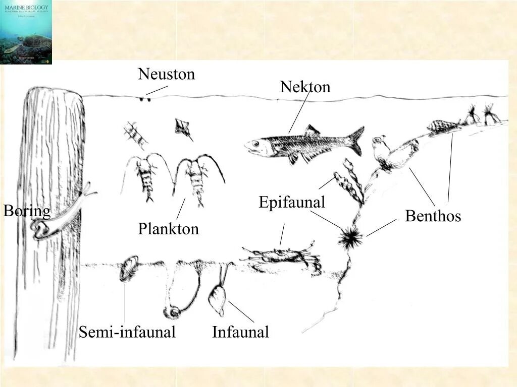 Планктон Нектон бентос схема. Нектон Нейстон бентос. Планктон Нектон бентос Нейстон. Планктон Нектон бентос рисунок. Живые организмы нектон планктон бентос