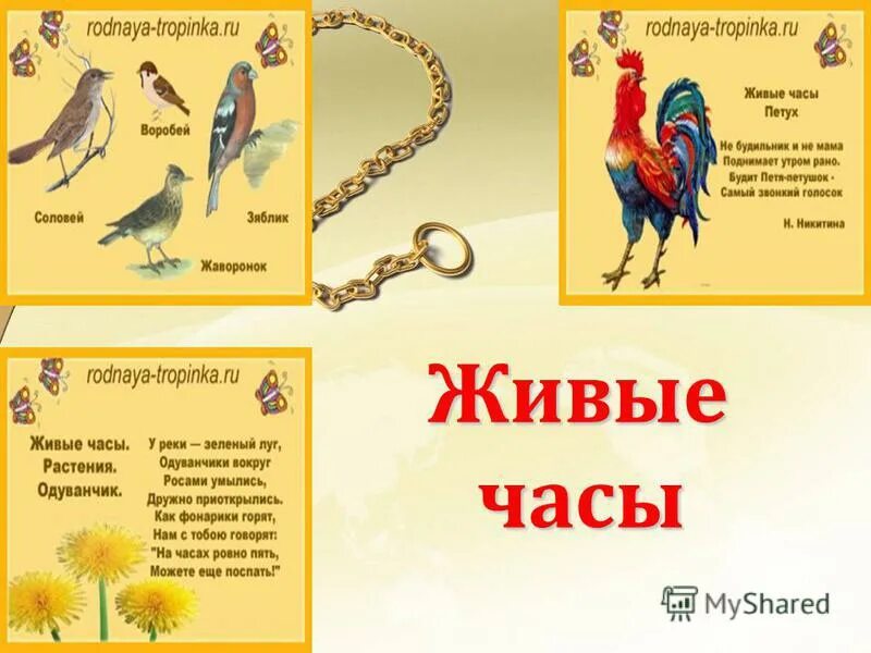 Различные виды часов. Книги для детей. Обложка для игры кто где живет. Часы с птичкой наручные. Книга кто где живет.
