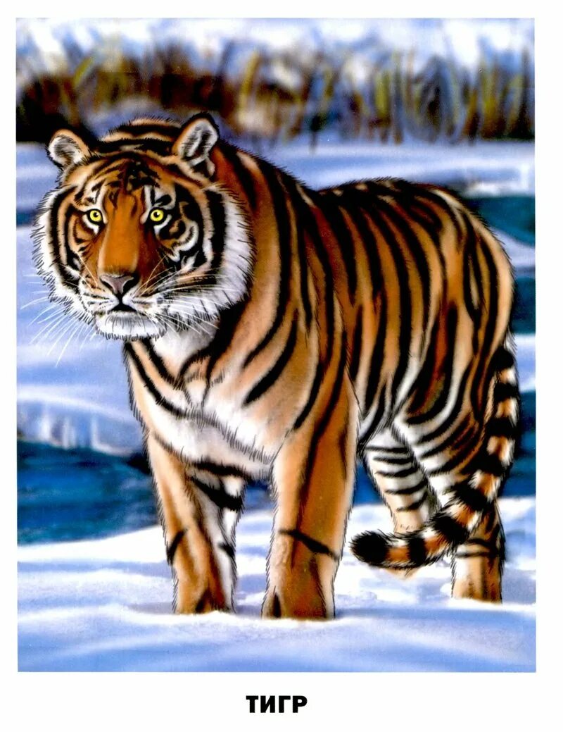 Изображения дикие животные. Карточки "Дикие животные". Для детей. Животные. Обучающие карточки Дикие животные. Тигр для детей.