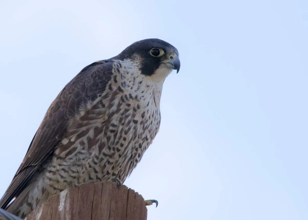 Как называется сапсан. Сапса́н falco peregrinus. сокол сапсан. хищные птицы сокол сапсан. лочин – сокол-сапсан – falco peregrinus, tunstall, 1771.