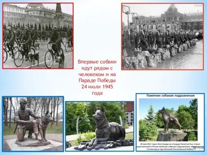 Собаки на параде 1945 года