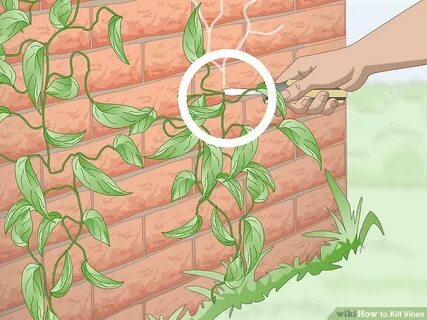 Kills plants