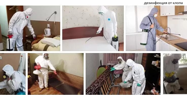 Обработка от постельных клопов. Средство для обработки помещений от клопов. Клопы после обработки сэс. После обработки от клопов. Обработка от клопов.