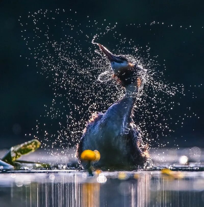Фото движущихся объектов. Пеликан и брызги воды. Выдержка животных. Гепард бежит. Лев.
