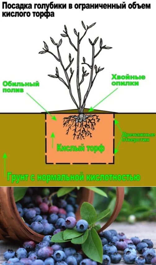 Как сохранить голубику до посадки. Схема посадки голубики садовой высокорослой. схема посадки голубики высокорослой. микориза для голубики. почва для голубики.