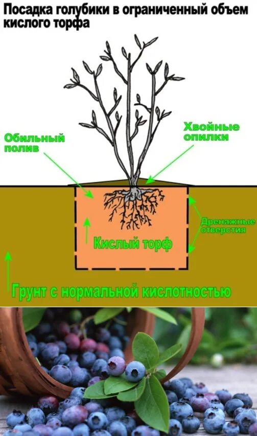 Схема посадки голубики садовой высокорослой. Схема посадки голубики высокорослой. Микориза для голубики. Почва для голубики.