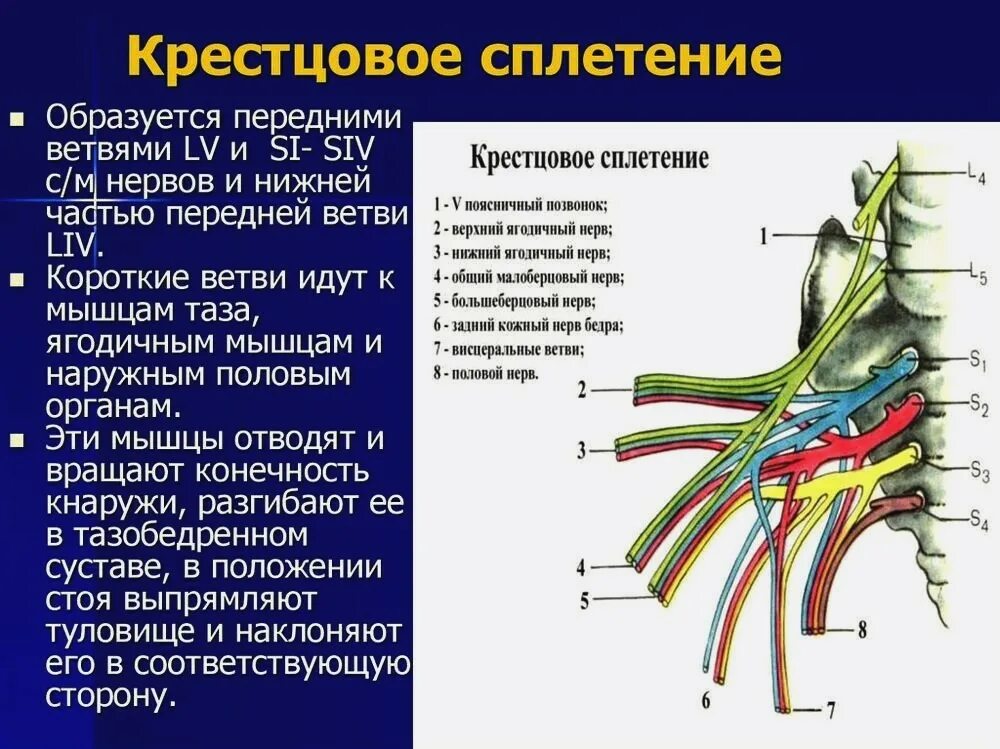 яремное отверстие нервы. иннервация блокового нерва. анатомия 3 ветви тройничного нерва. глоточный нерв иннервирует. через нерв.