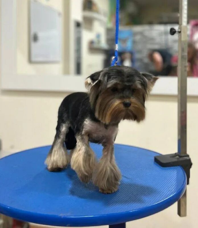 груминг ростов. салон груминга на ленинском. грумер ростов на дону. грумеры ростов. стрижка собак.