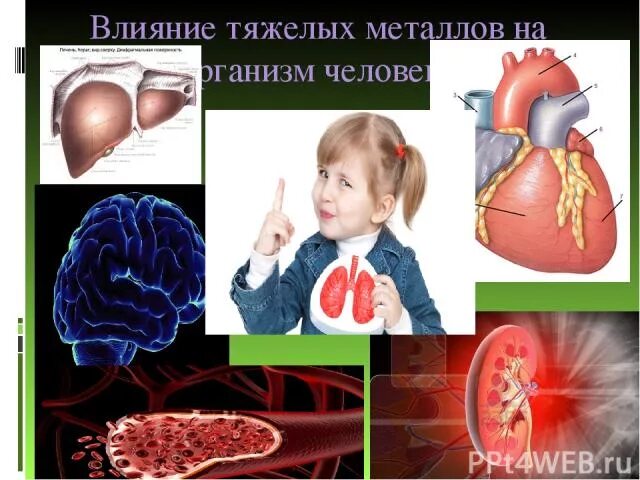 Влияние тяжелых металлов на человека. Токсическое воздействие тяжелых металлов на организм человека. Влияние тяжелых металлов на живые организмы. Тяжелые металлы в организме человека. Ртуть влияние на человека