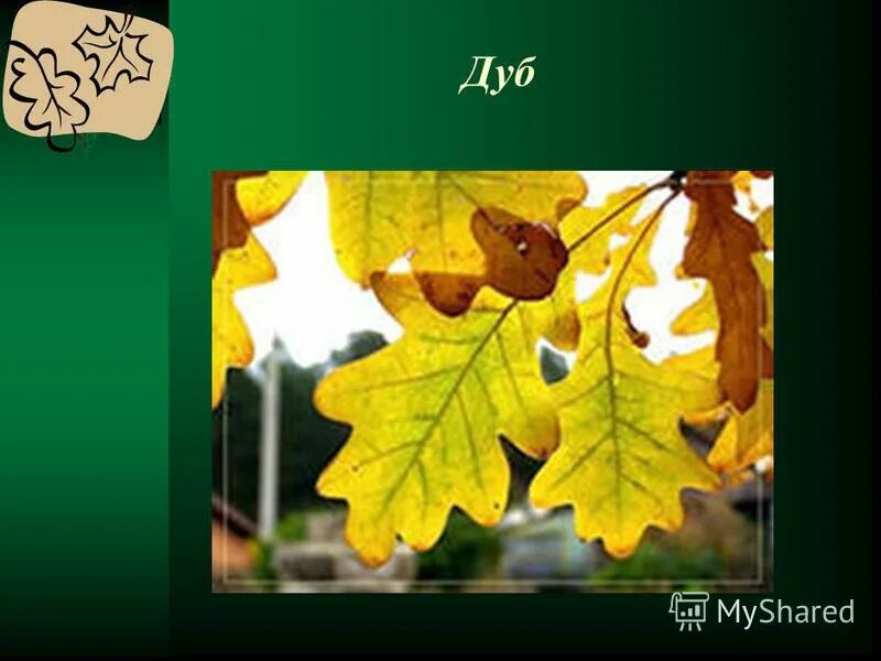 игра четвертый лишний с листьями осенними. деревья и кустарники осенью 2 класс презентация. деревья и кустарники осенью 2 класс окружающий мир. осенние деревья с названиями. презентация деревья и кустарники осенью.